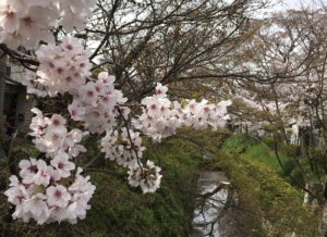 疏水の桜