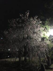 夜桜